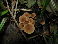 Galerina heimansii