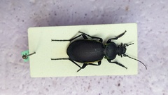 Carabus marginalis