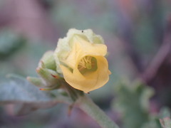 Hermannia althaeifolia