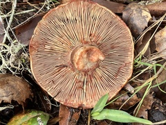 Lactarius rubrilacteus