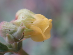 Hermannia althaeifolia