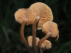 Galerina heimansii