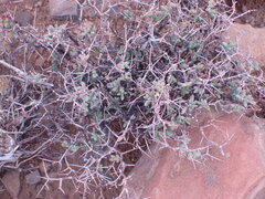 Ruschia intricata