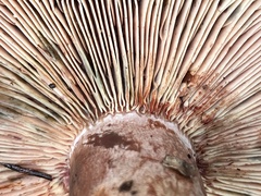 Lactarius rubrilacteus