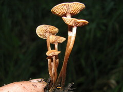 Galerina heimansii