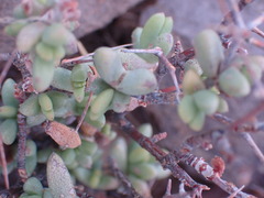 Ruschia intricata