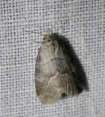 Hyperstrotia pervertens