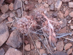 Anacampseros albidiflora