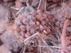 Anacampseros albidiflora