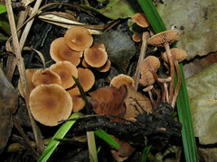 Galerina heimansii