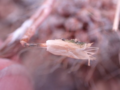 Anacampseros albidiflora