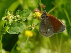 Coenonympha glycerion
