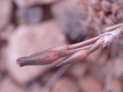 Anacampseros albidiflora