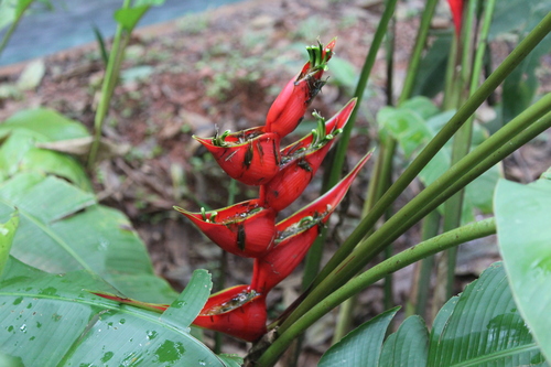 Image of Heliconia stricta by (c) Ricard Busquets Reverte, some rights reserved (CC BY)