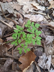 Chaerophyllum procumbens