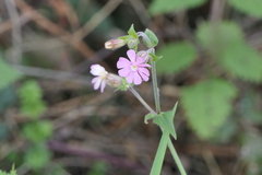 Silene dioica