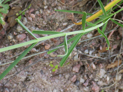 Penstemon stenophyllus