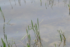 Sagittaria cristata