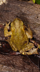 Incilius aucoinae