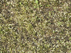 Draba verna