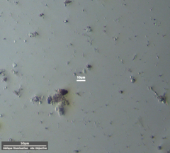 Cercozoa
