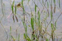 Sagittaria cristata