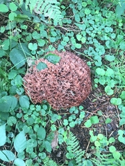 Podoscypha multizonata