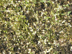 Draba verna
