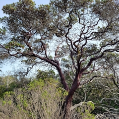 Arctostaphylos montereyensis