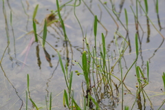 Sagittaria cristata