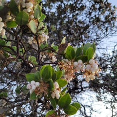 Arctostaphylos montereyensis