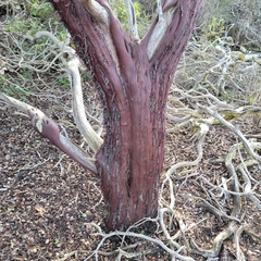 Arctostaphylos montereyensis