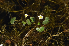 Ranunculus peltatus