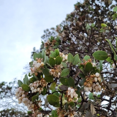 Arctostaphylos montereyensis