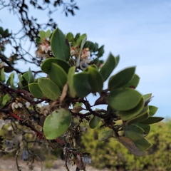Arctostaphylos montereyensis