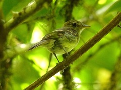 Lathrotriccus euleri