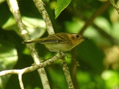 Poecilotriccus plumbeiceps