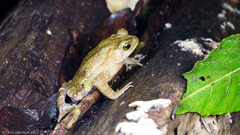 Incilius aucoinae