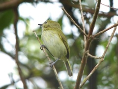 Hemitriccus nidipendulus