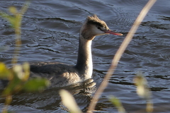 Podiceps cristatus