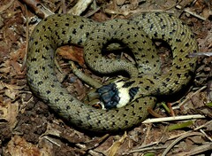 Natrix astreptophora