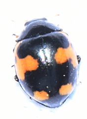 Ceratomegilla alpina