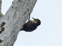 Melanerpes flavifrons