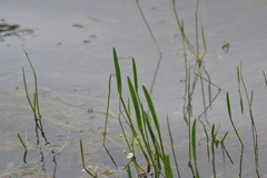 Sagittaria cristata