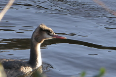 Podiceps cristatus