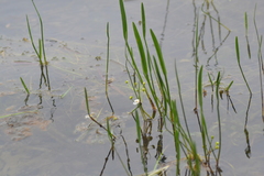 Sagittaria cristata