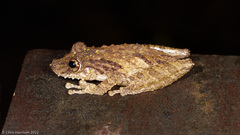Scinax boulengeri