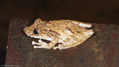 Scinax boulengeri