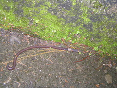 Lumbricus