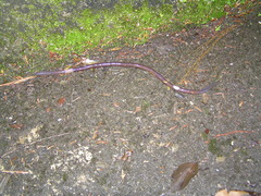 Lumbricus
